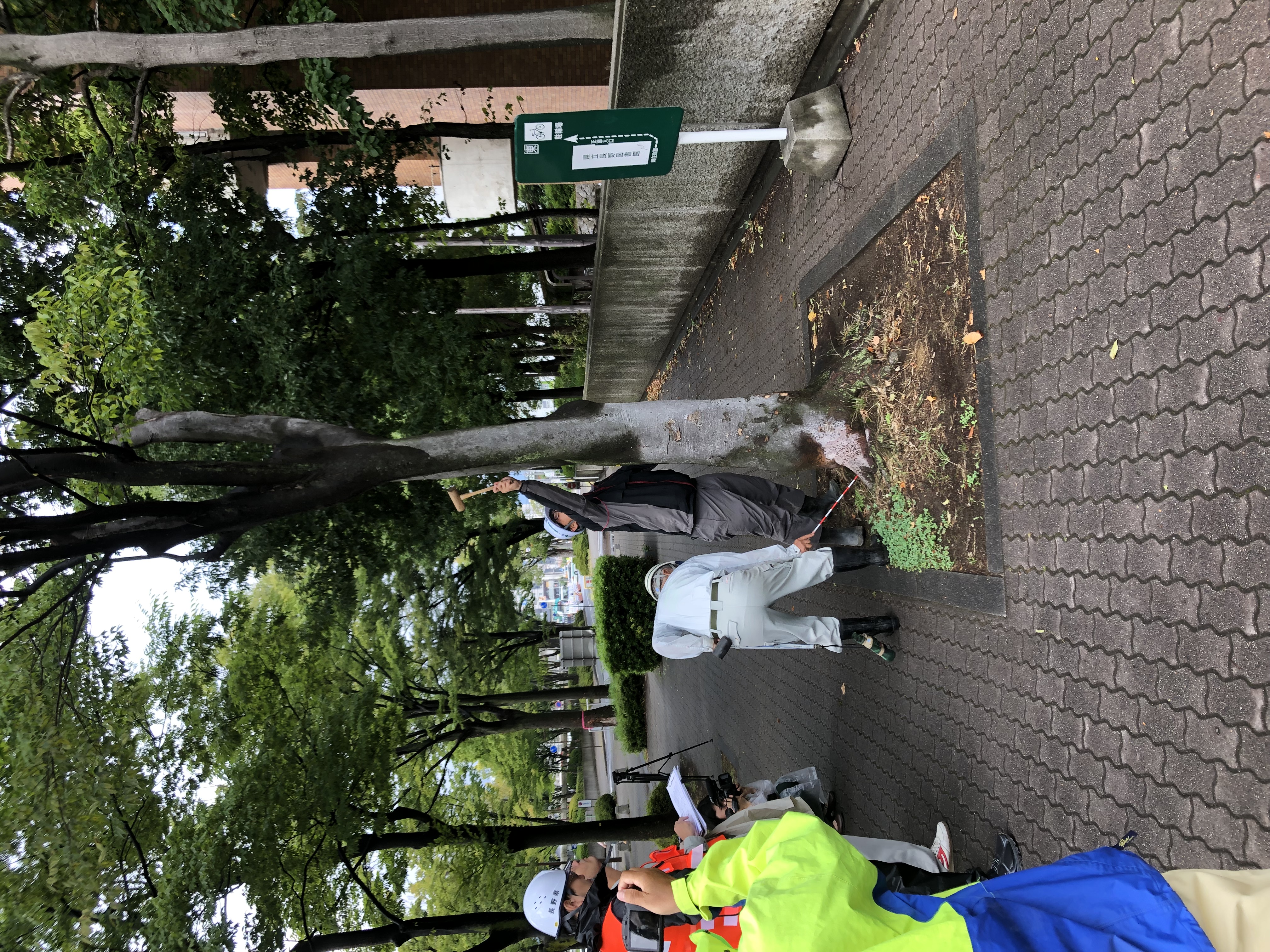 長野県と連携して街路樹と公園樹木の点検を行いました