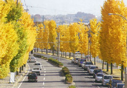 街路樹