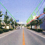 街路樹