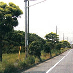 街路樹