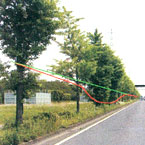 街路樹